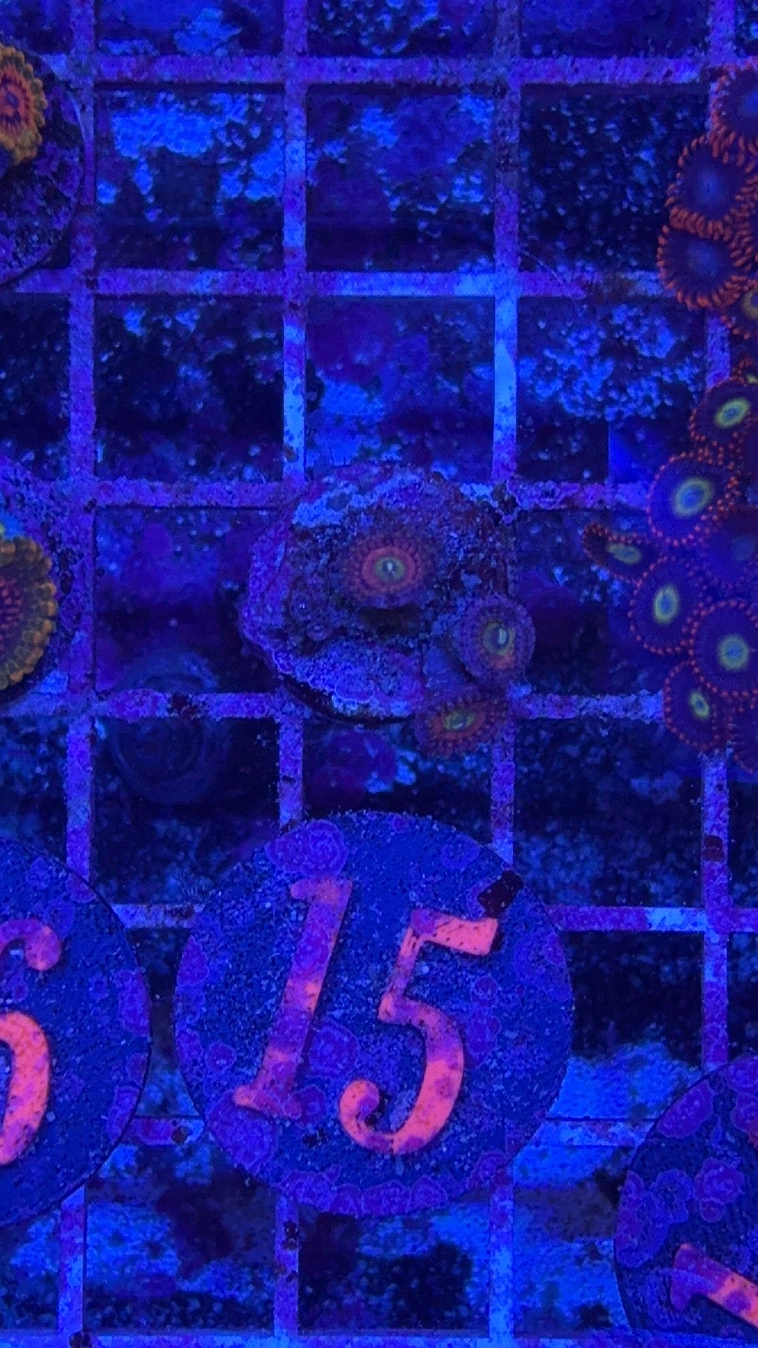 Chong Bongs Zoanthids