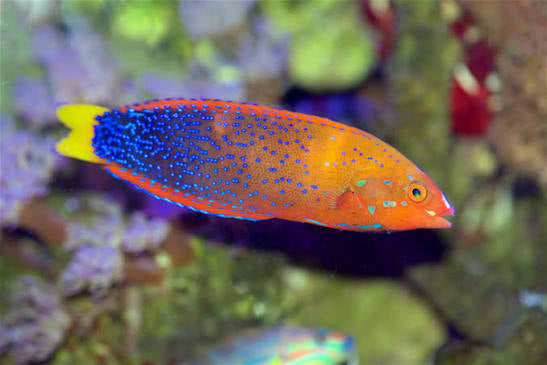 Fiji Red Coris Wrasse