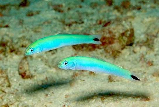 Blue Gudgeon Goby