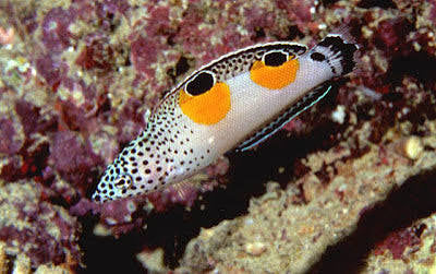 Twinspot Wrasse