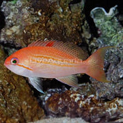 Bloodspot Anthias