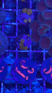 WWC GOLDEN GODS ZOATHIDS