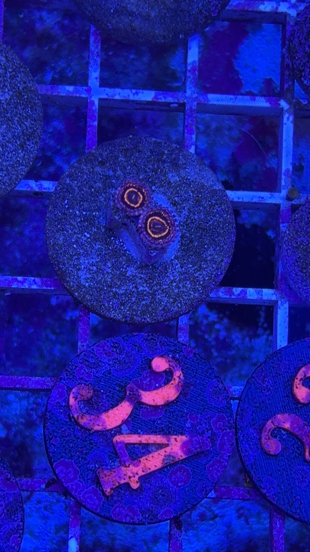 Stratosphere Zoathid Per Polyp