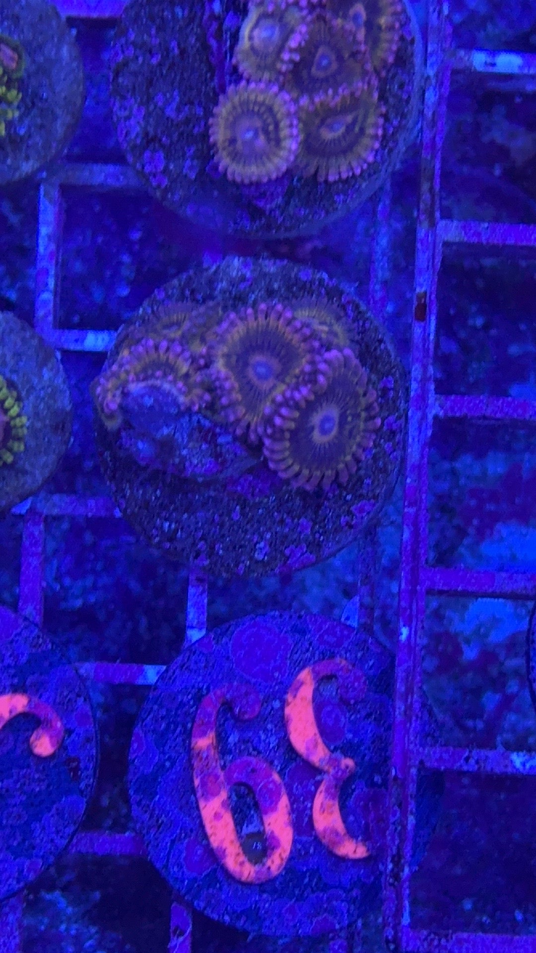 Stratocaster Zoanthids