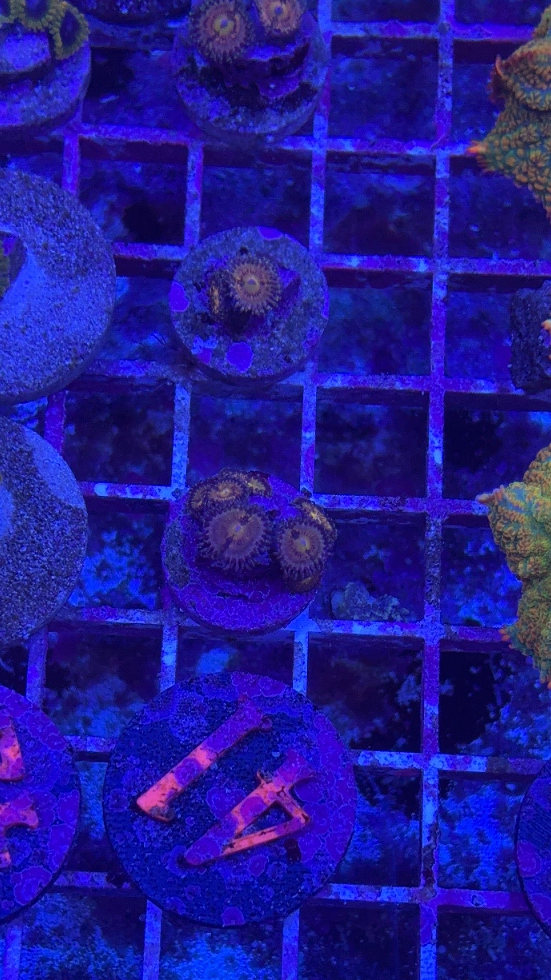 Grim Reaper Zoanthids