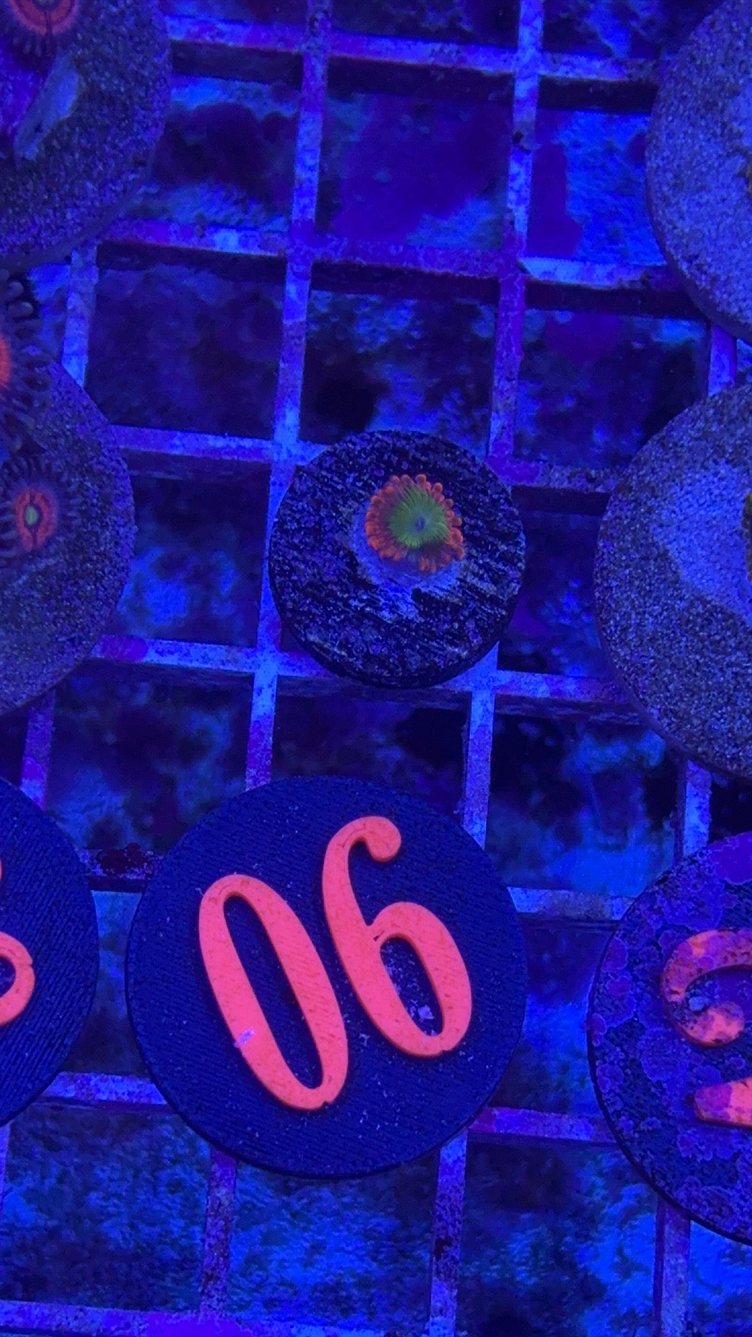 Electric Oompa Loompa Zoanthids