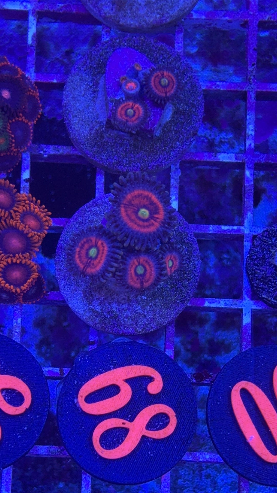 God Stopper Zoanthids