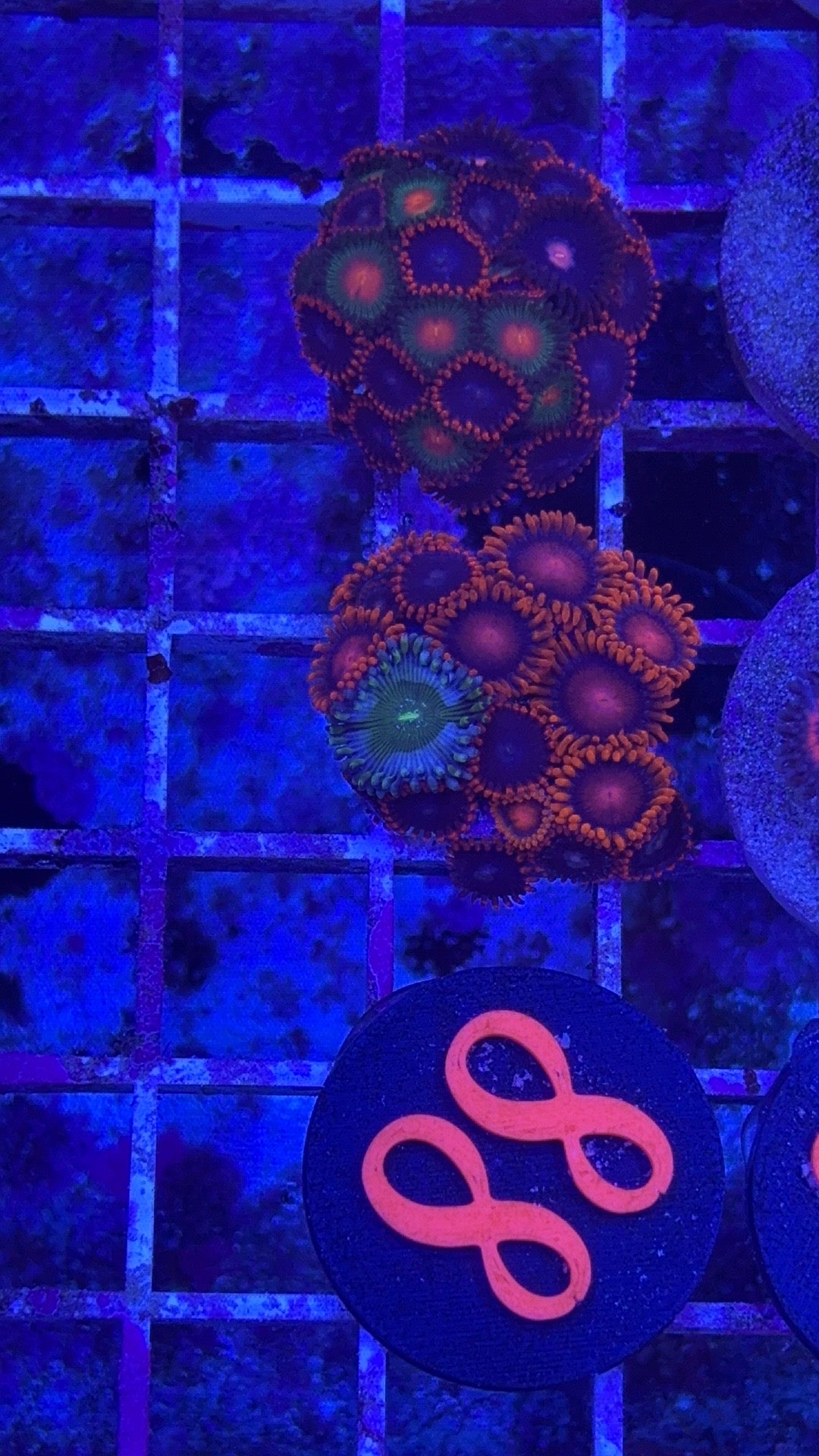 Zoanthids Mix