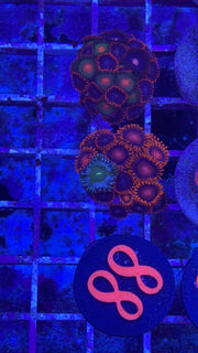 Zoanthids Mix