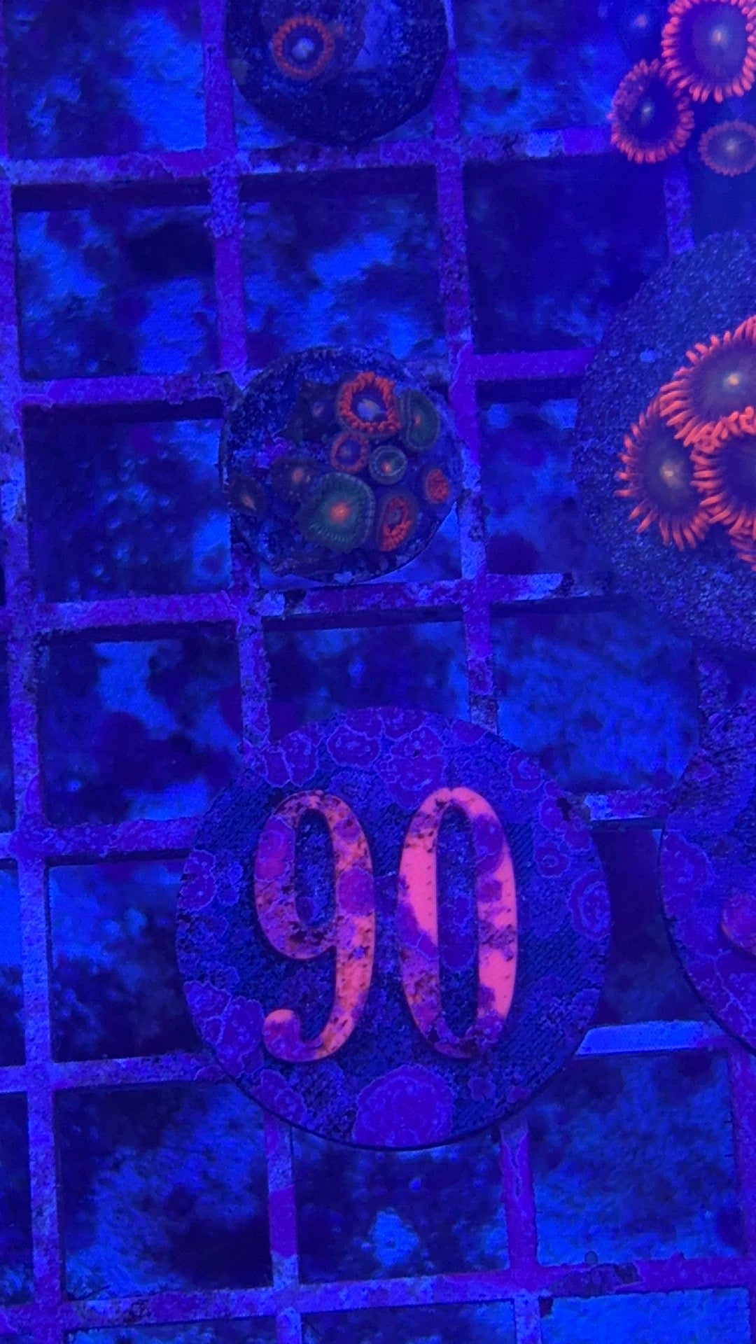 Fire And Ice Zoanthids