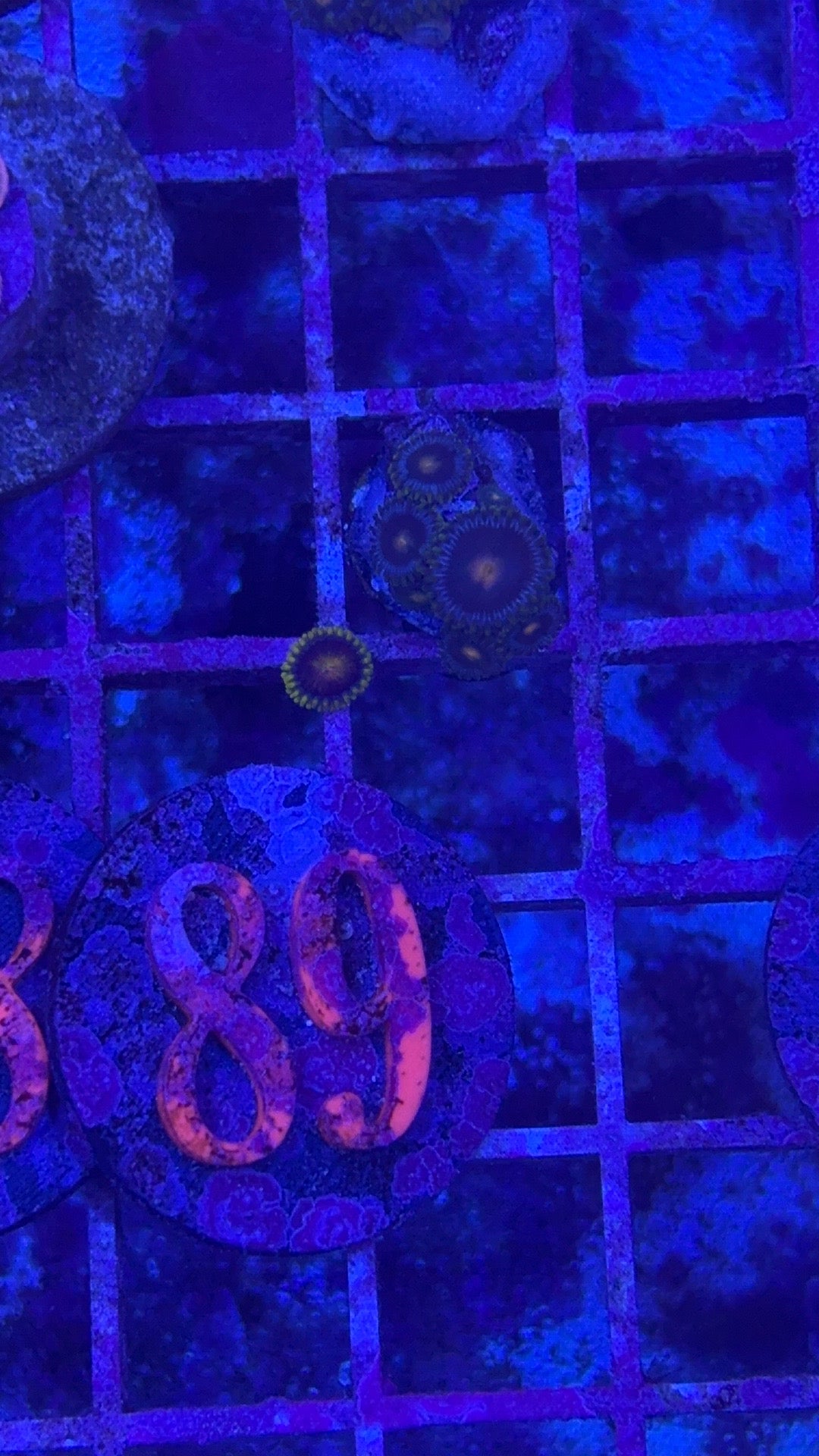 Blue Macaws Zoanthids