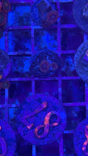 Orange DingDong Zoanthids