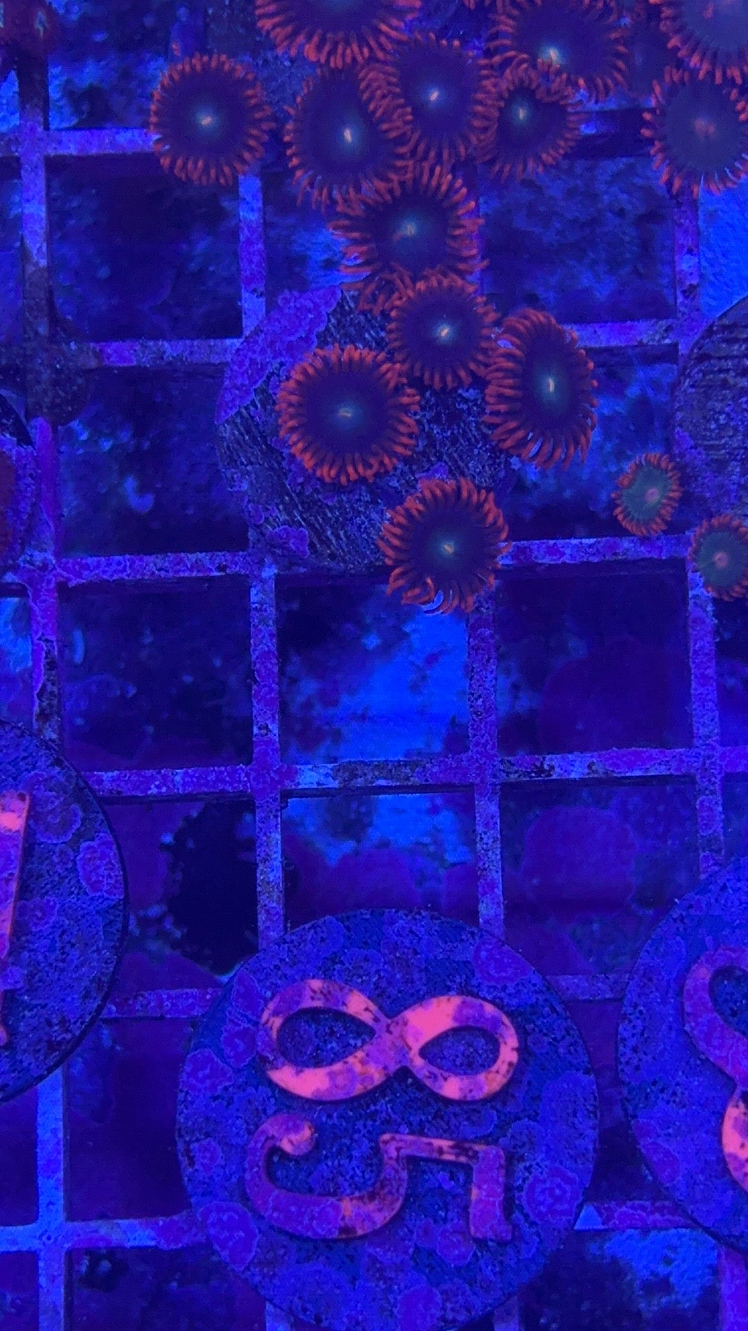 Rockstar Zoanthids