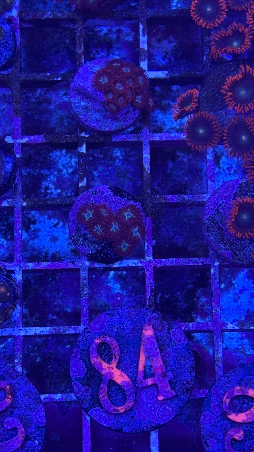 Angel Eye Zoanthids
