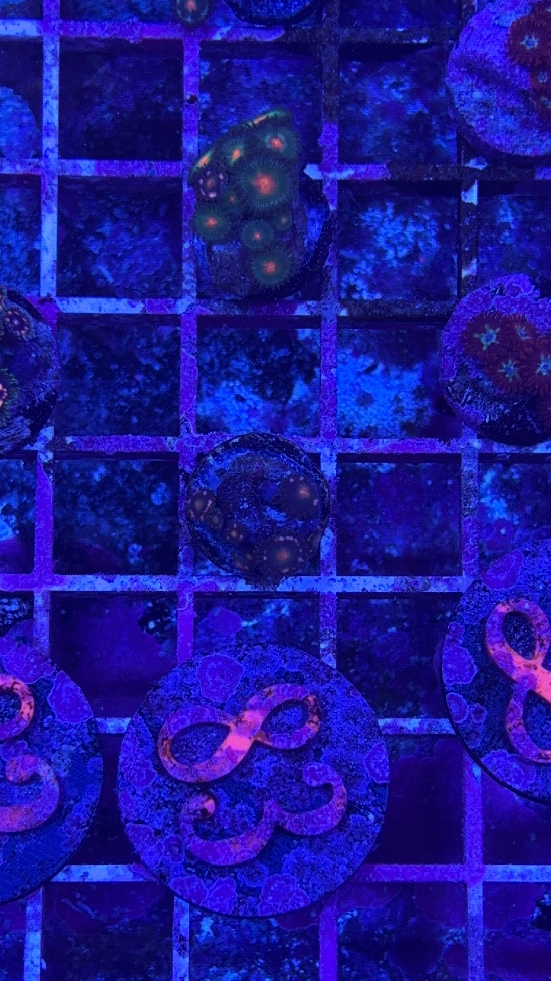 Gorilla Nipples Zoanthids