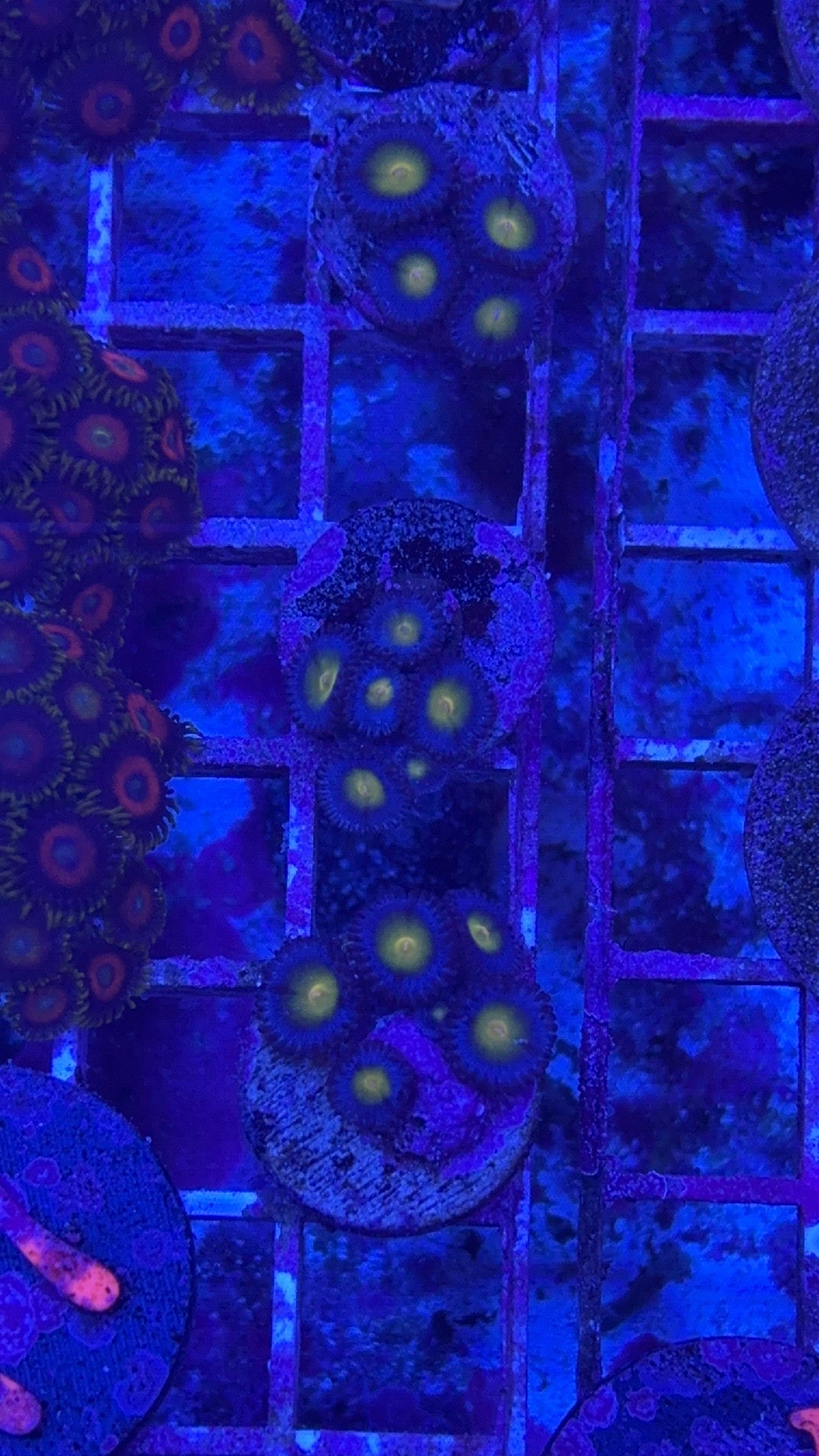 Aio Zoanthids