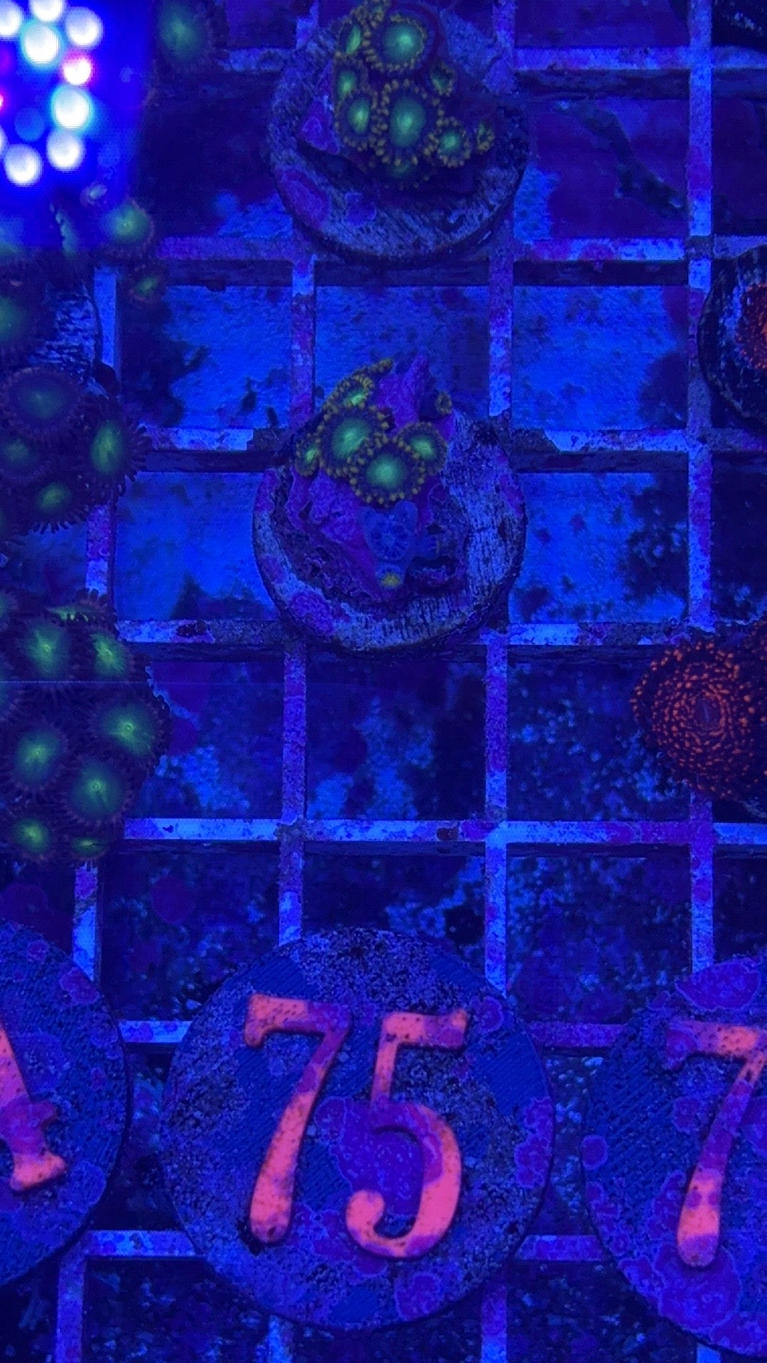 Radioactive Dragon Eye