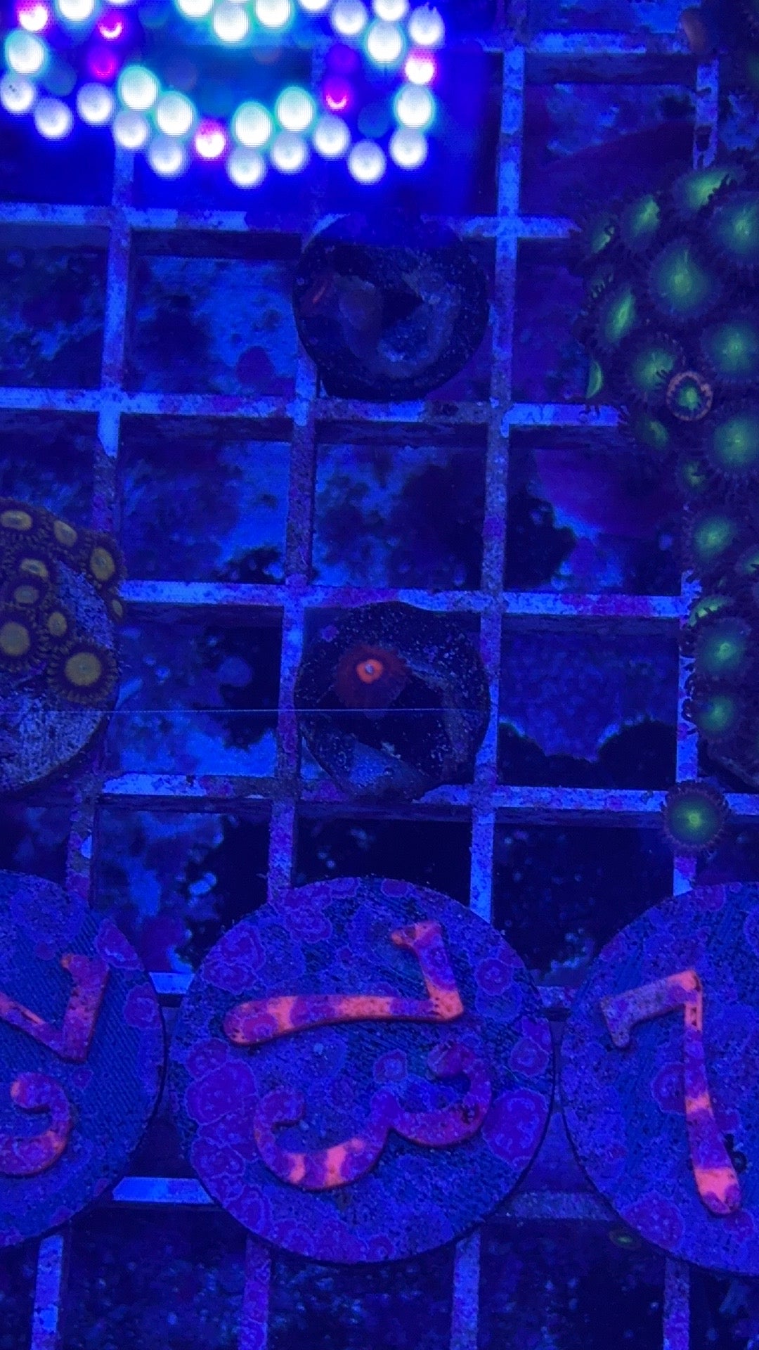 Candy Apple Red Zoanthids