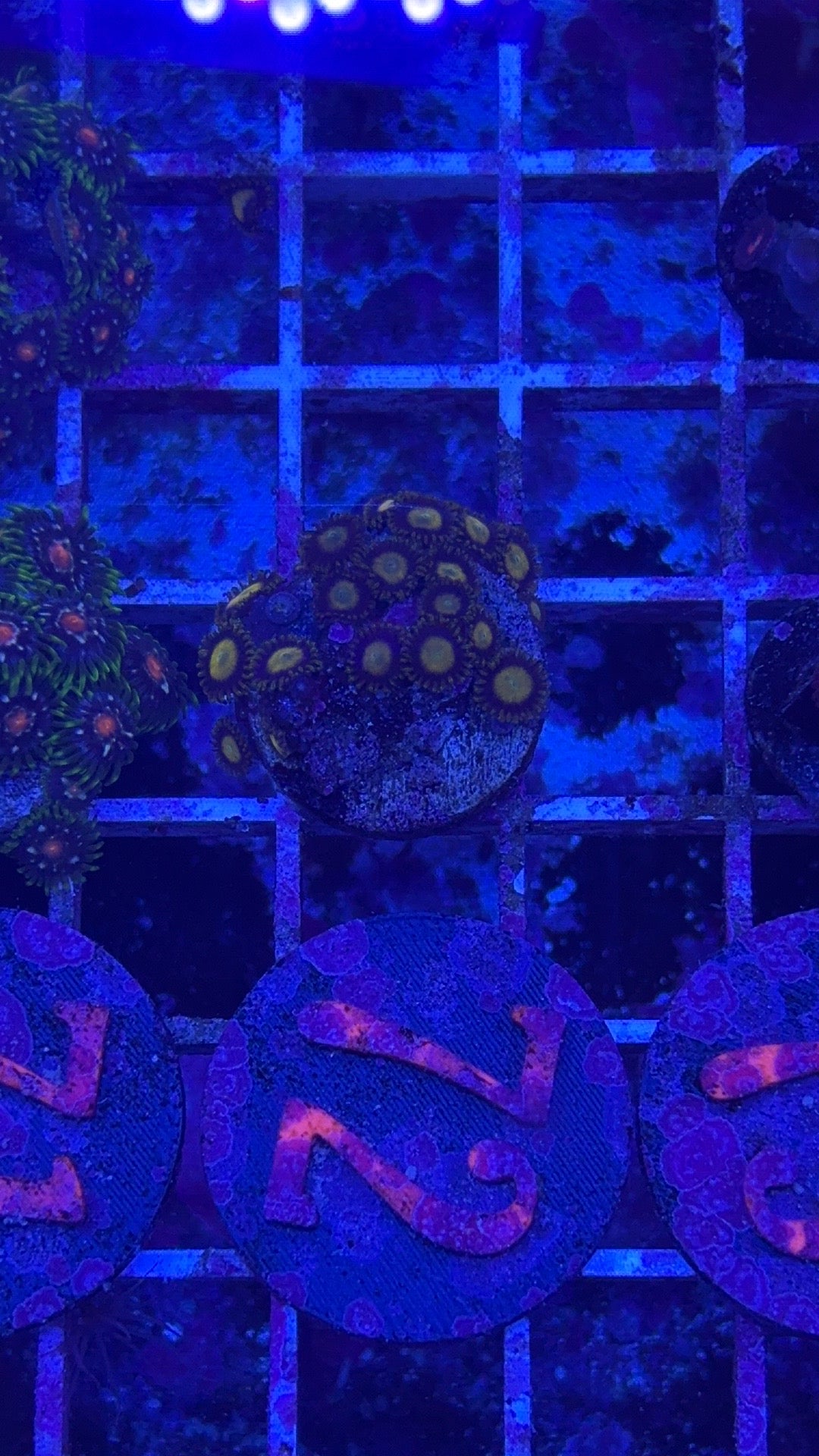 Queen Midas Zoanthids