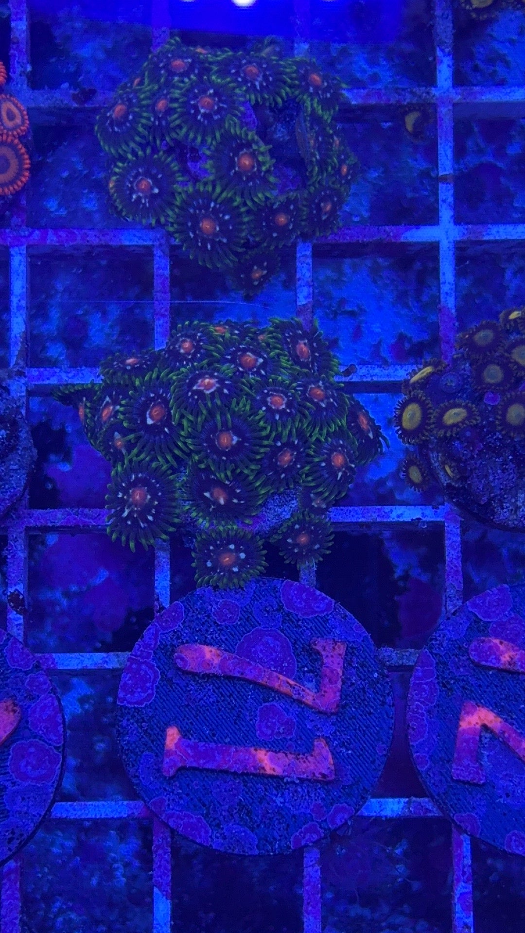 Stargazers Zoanthids