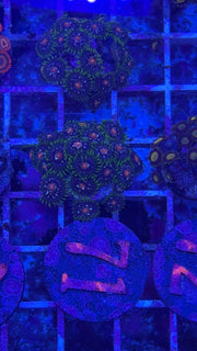 Stargazers Zoanthids