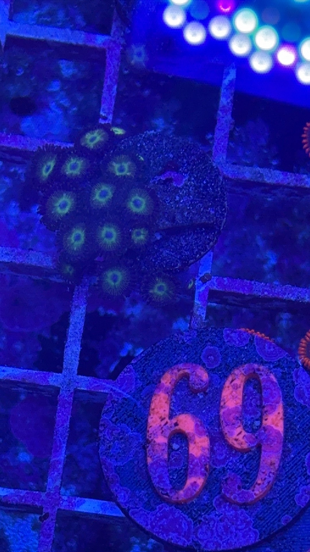 Green Start Zoanthids