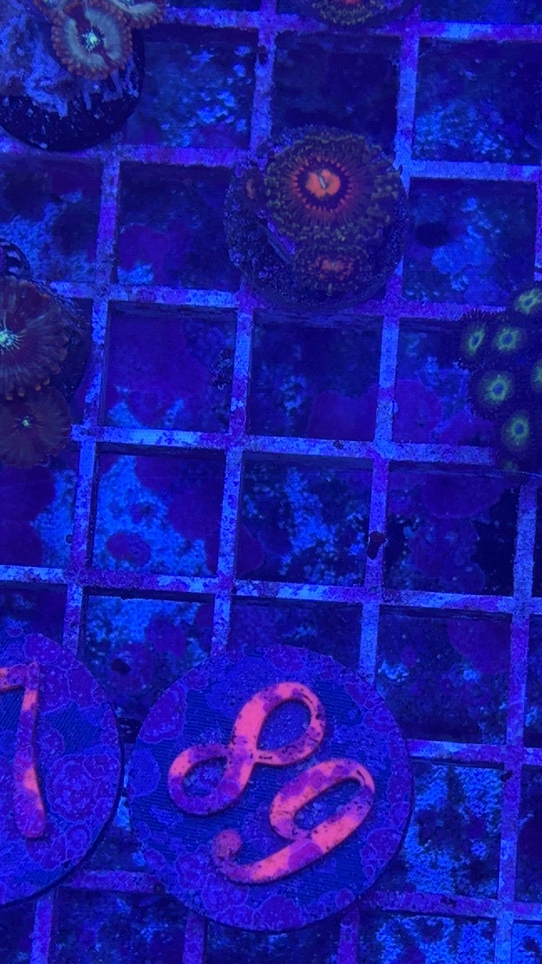 Rainbow Incinerator Zoanthids