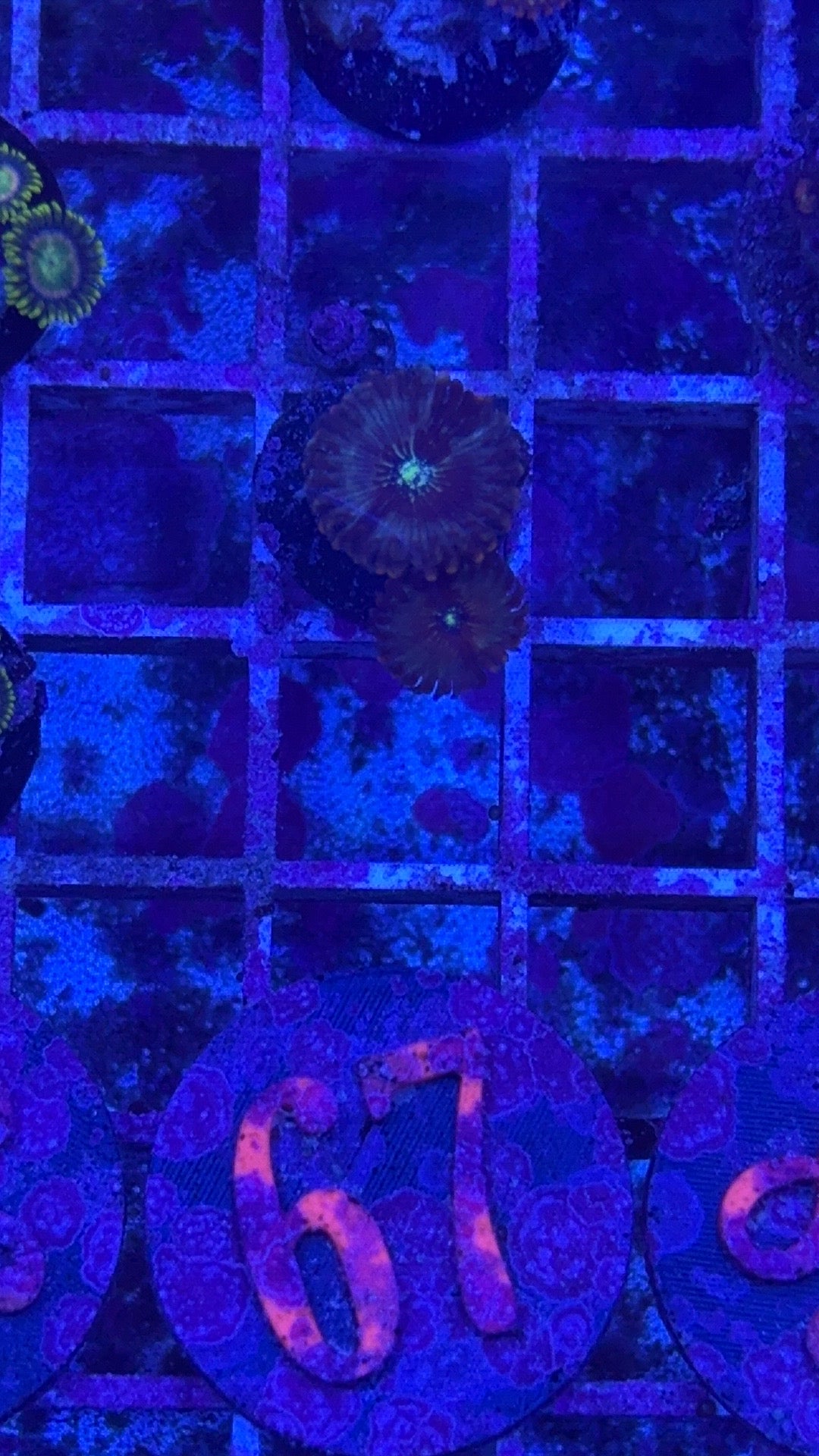 White Walkers Zoanthids