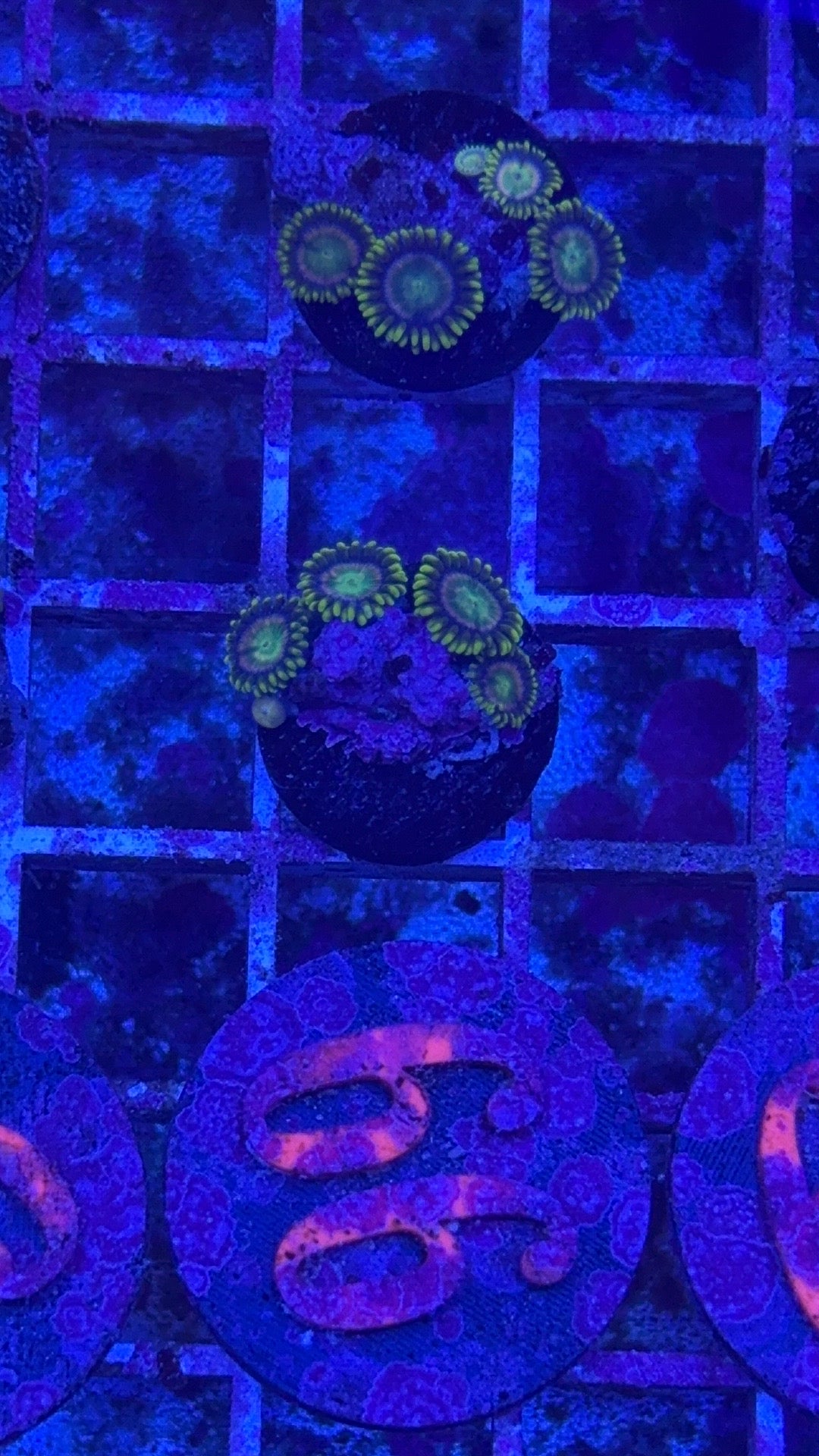 Lemon Laser Zoanthids