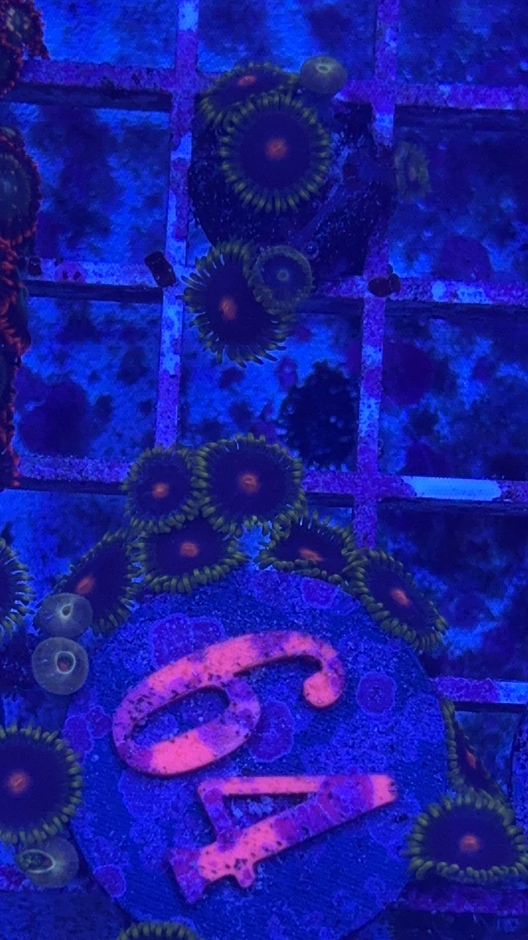 Blow Pop Zoanthids