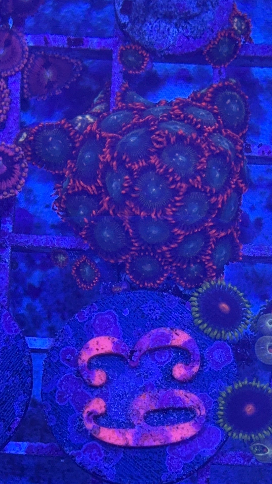 Hydros Cosmic Energy Zoanthids
