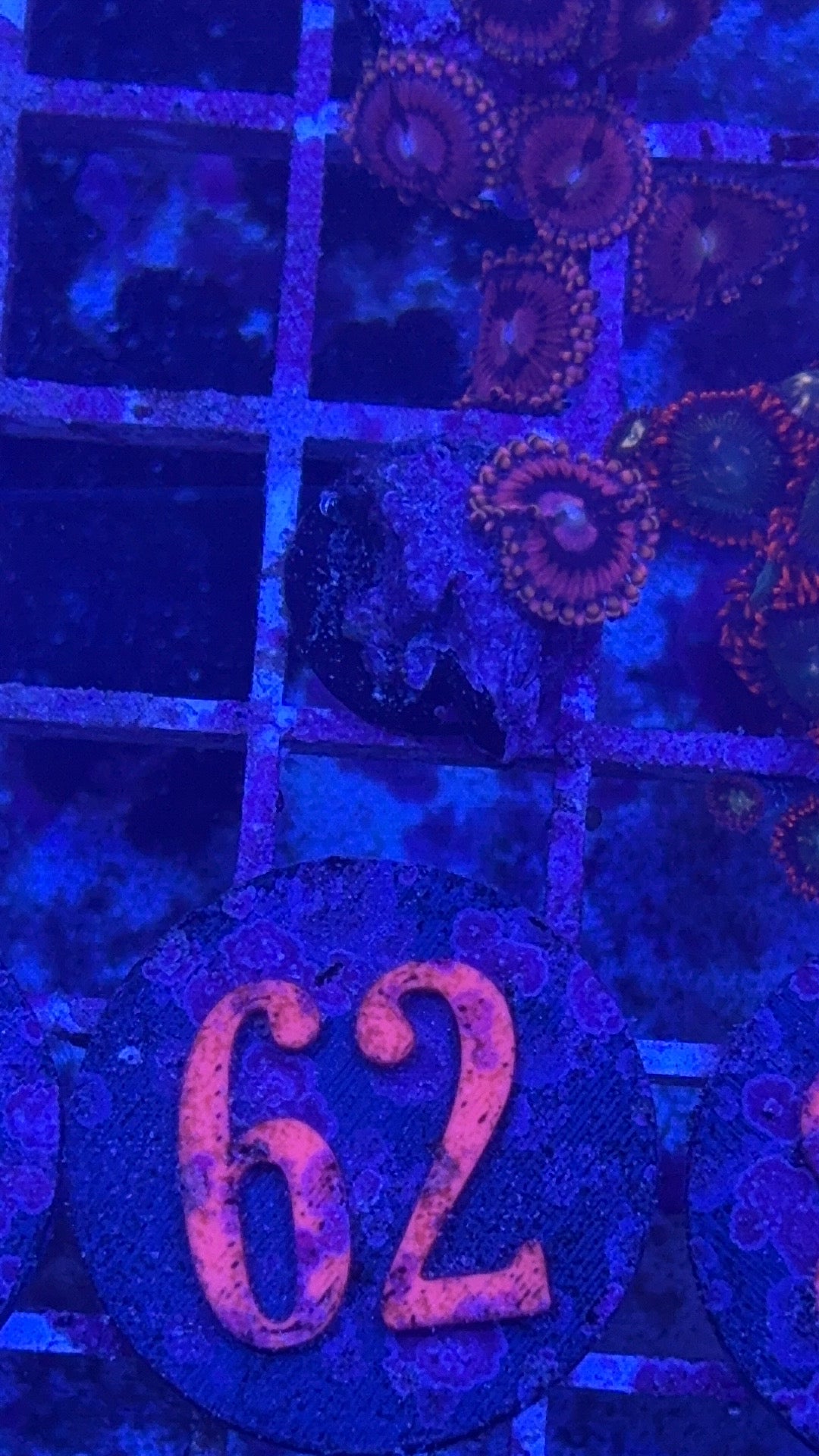 Pink Panther Zoanthids