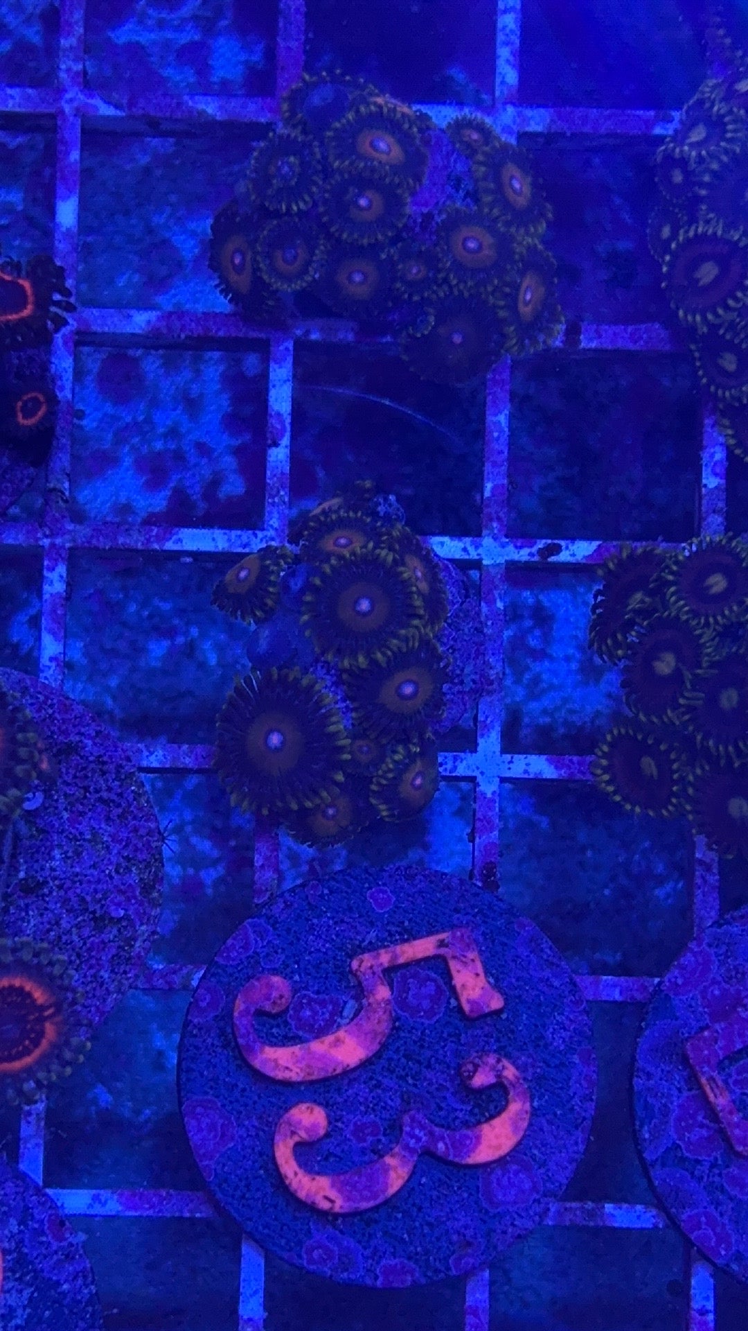 Super Saiyan Zoanthids