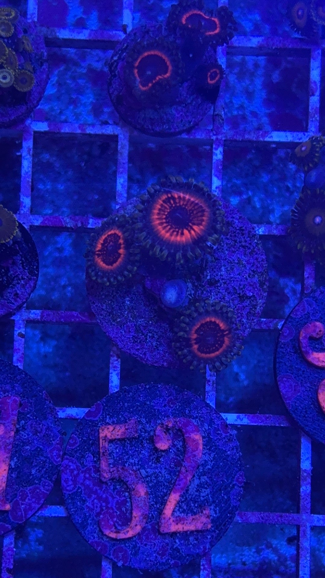 Armor of God Zoanthids