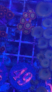 Mandarin Orange Zoanthids