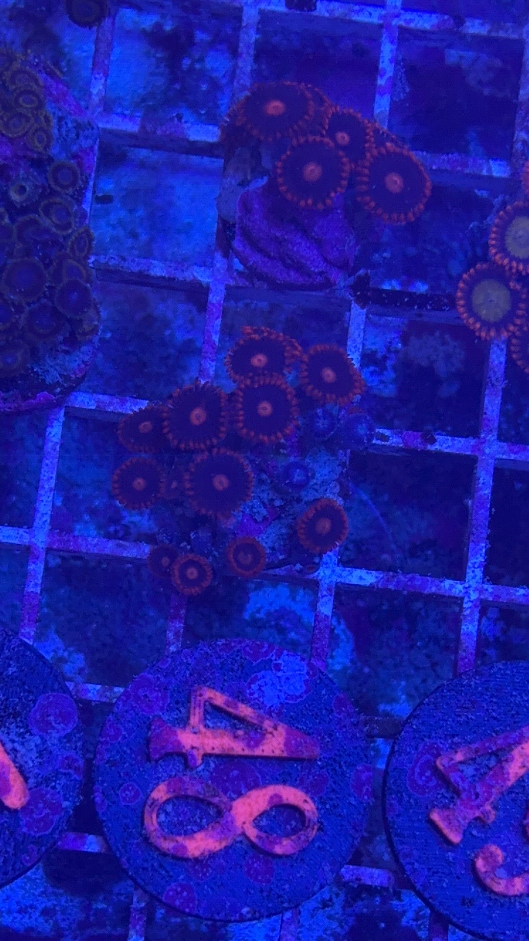 Clementine Zoanthids