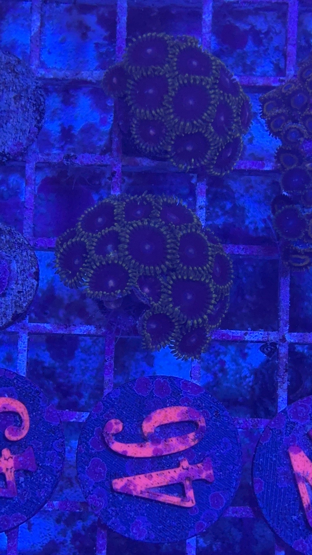 Purple Hornet Zoanthids