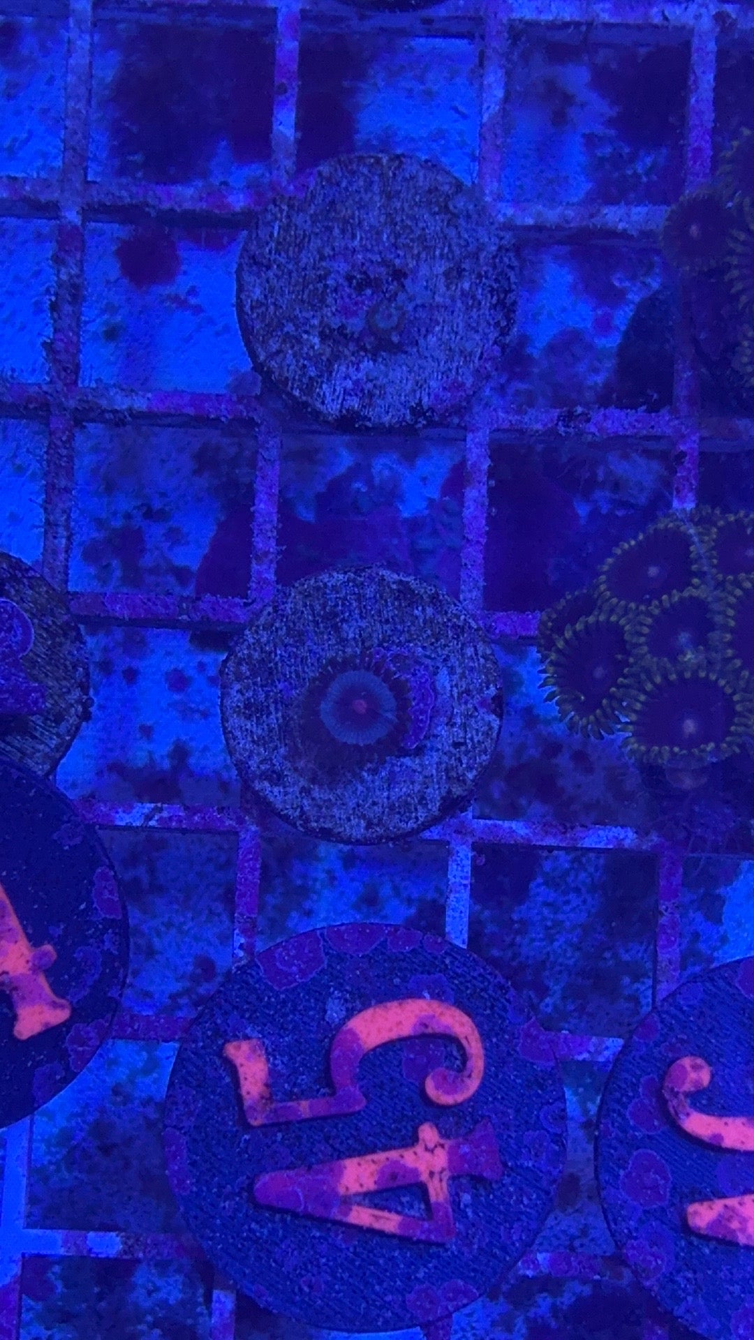 Miami Vice Zoanthids