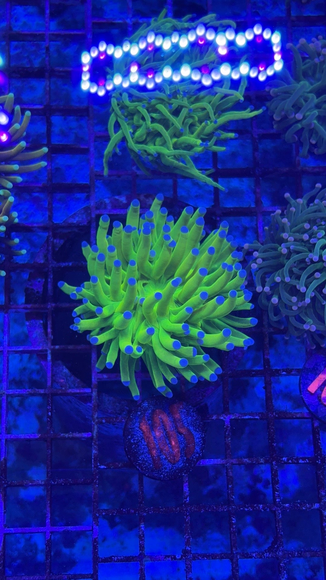 Holy Grail Blue Tip Torch