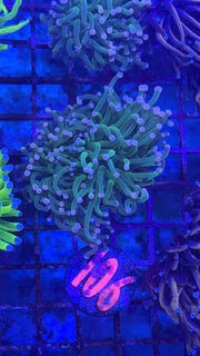 Pink Tip Fire Goblin