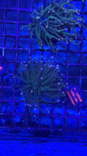 Flame Tip Cotton Candy