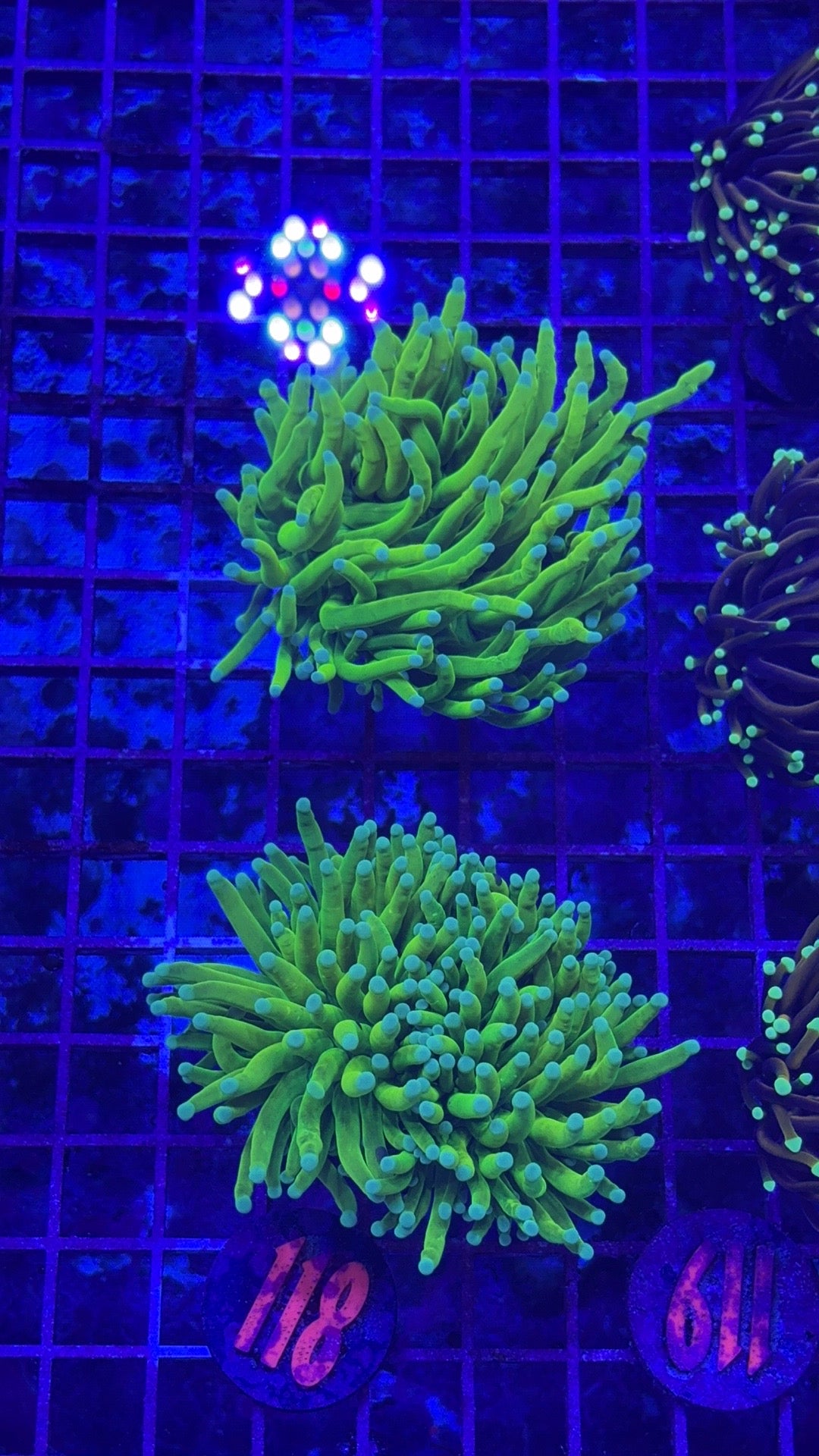 Teal Tip Holy Grail Torch