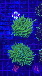 Teal Tip Holy Grail Torch