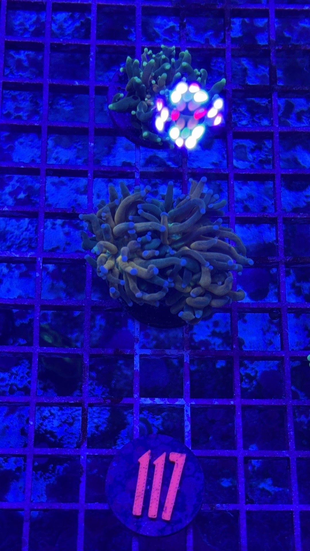 Green Tiger Torch 2.0