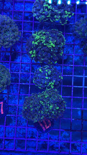 Gold Rod Splatter Hammer