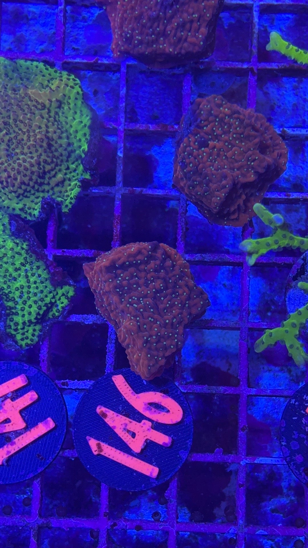 Apple jack Montipora