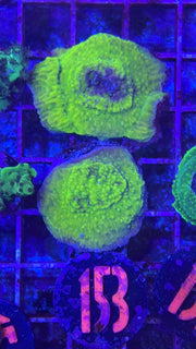 Green Montipora