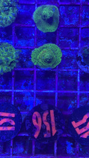 Toxic Green Slimmer Acro