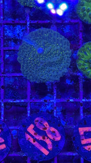 Frankie’s Pink Rim Montipora