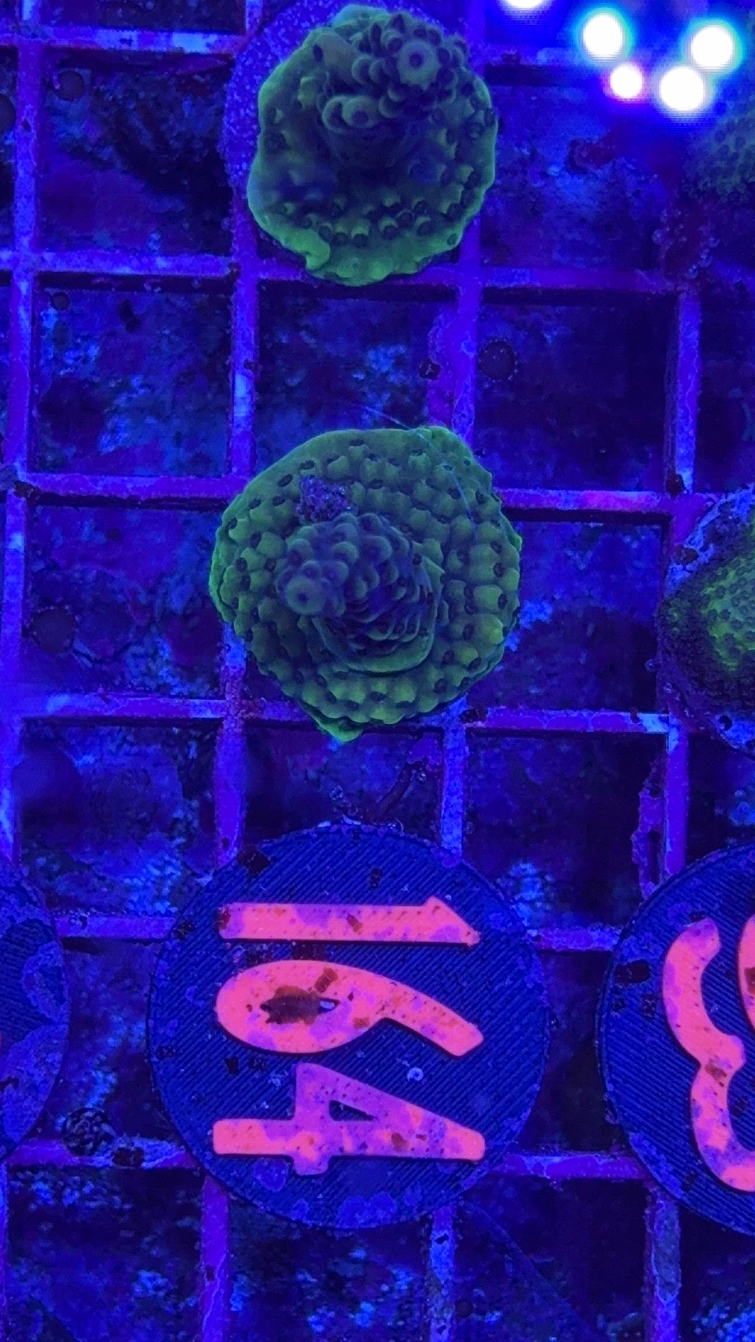 RR Pink Cadillac Acro